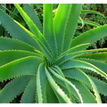 Az Aloe vera gyógyító ereje