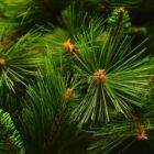 Dekortrend műfenyő karácsonyfa - Sierra - 150 cm